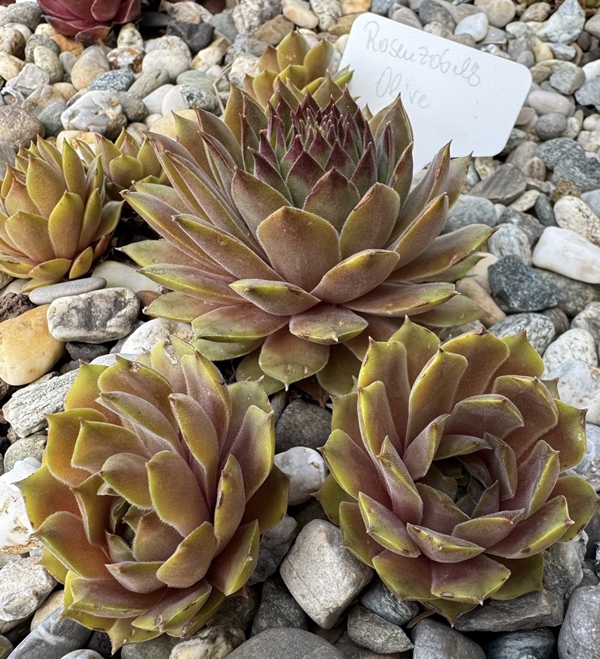 Rosenzobels Olive (Netzfund)