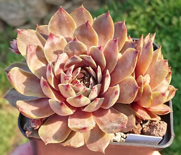 Summer Glow