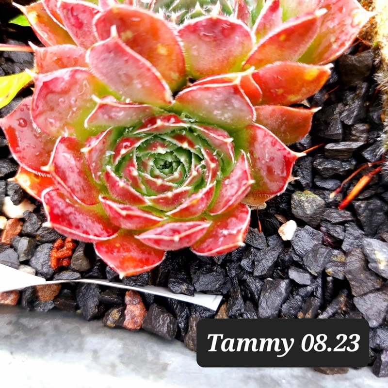 Tammy / Jovi