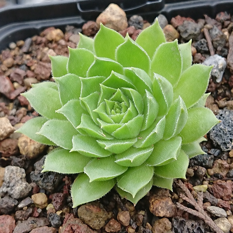 Vinetta