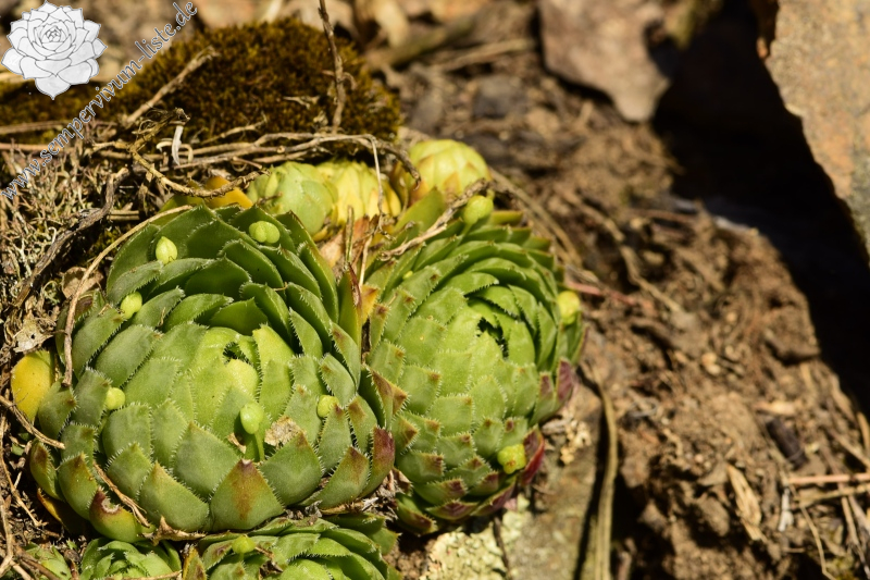 globiferum ssp. globiferum from Skryje, NO von der Brücke