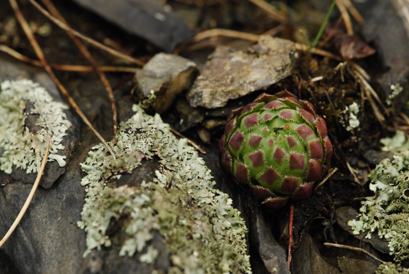 globiferum ssp. globiferum from Krašovské skály