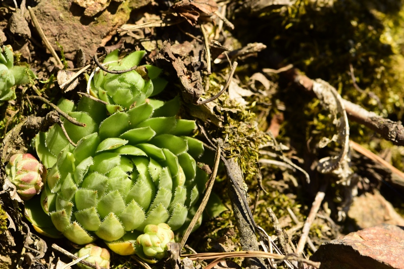 globiferum ssp. globiferum from Skryje, NO von der Brücke
