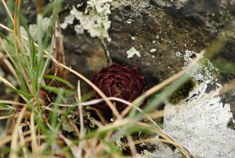 globiferum ssp. globiferum from Krašovské skály