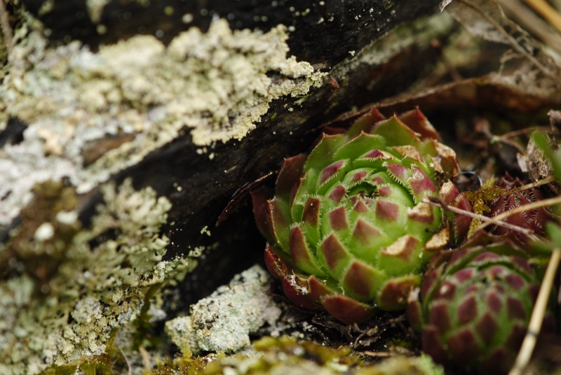 globiferum ssp. globiferum from Krašovské skály