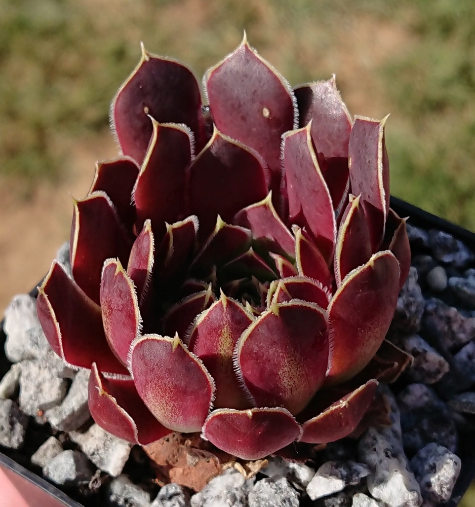 Axana