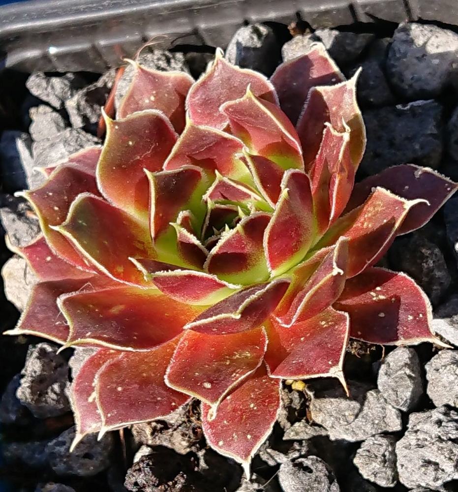 Axana