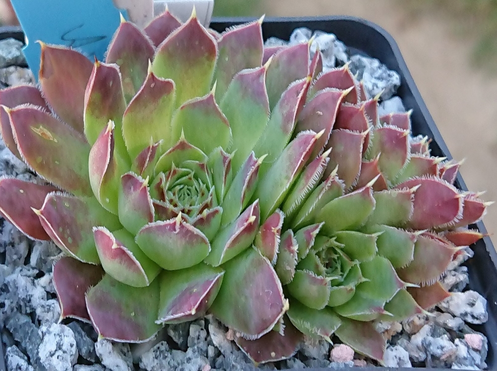 Axana