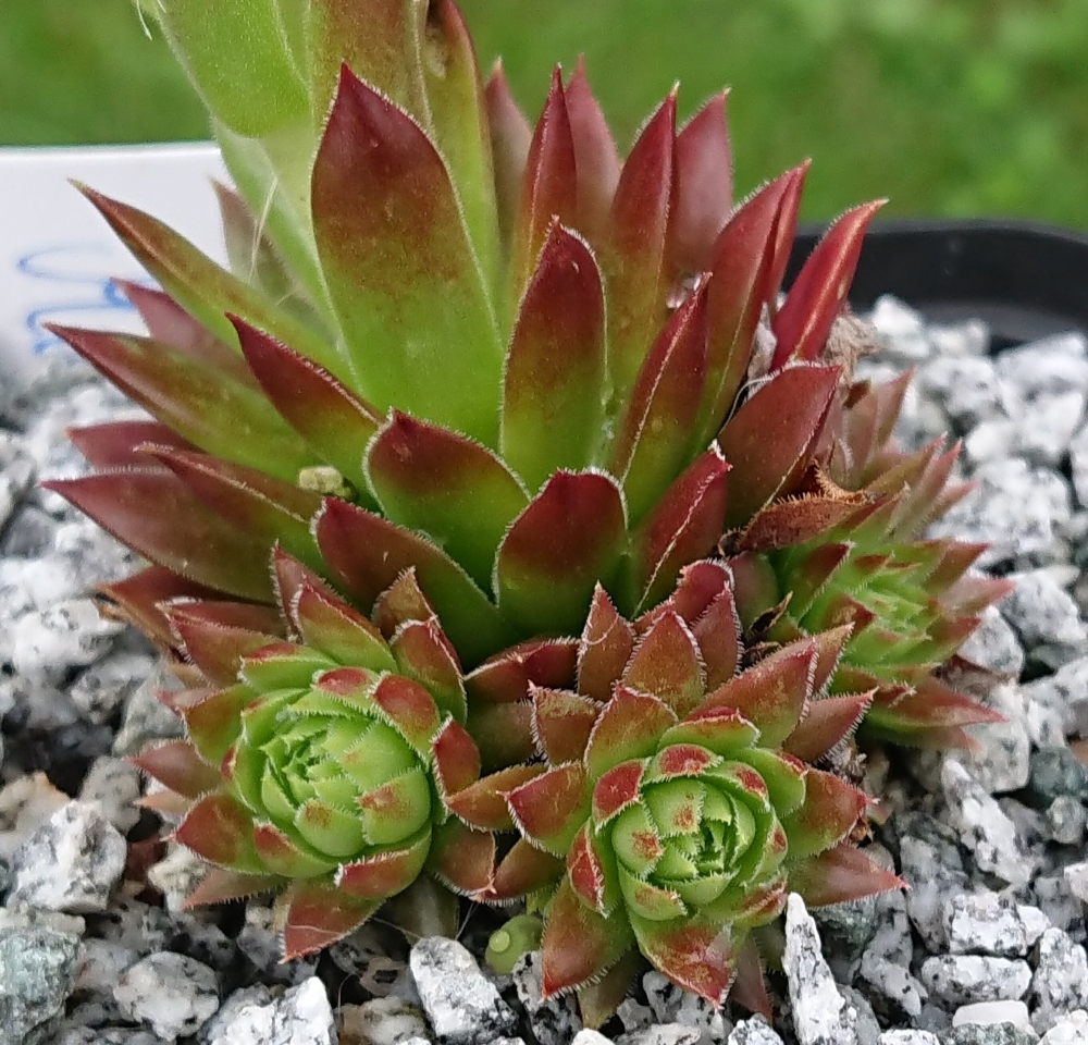 My cochinella