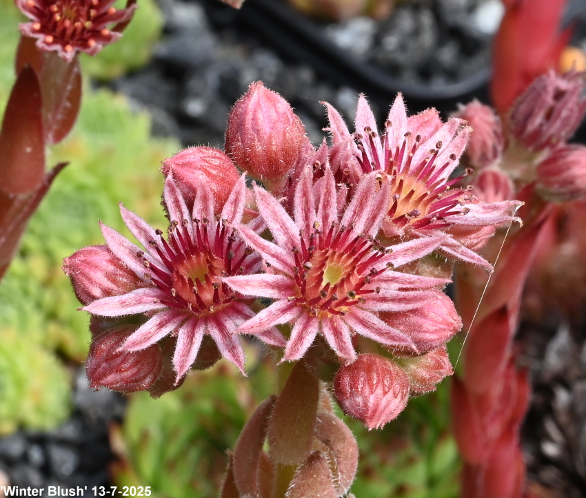 Winter Blush