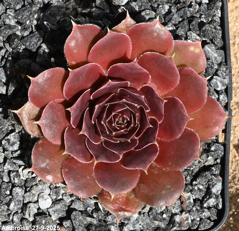 Ambroise / Jovi