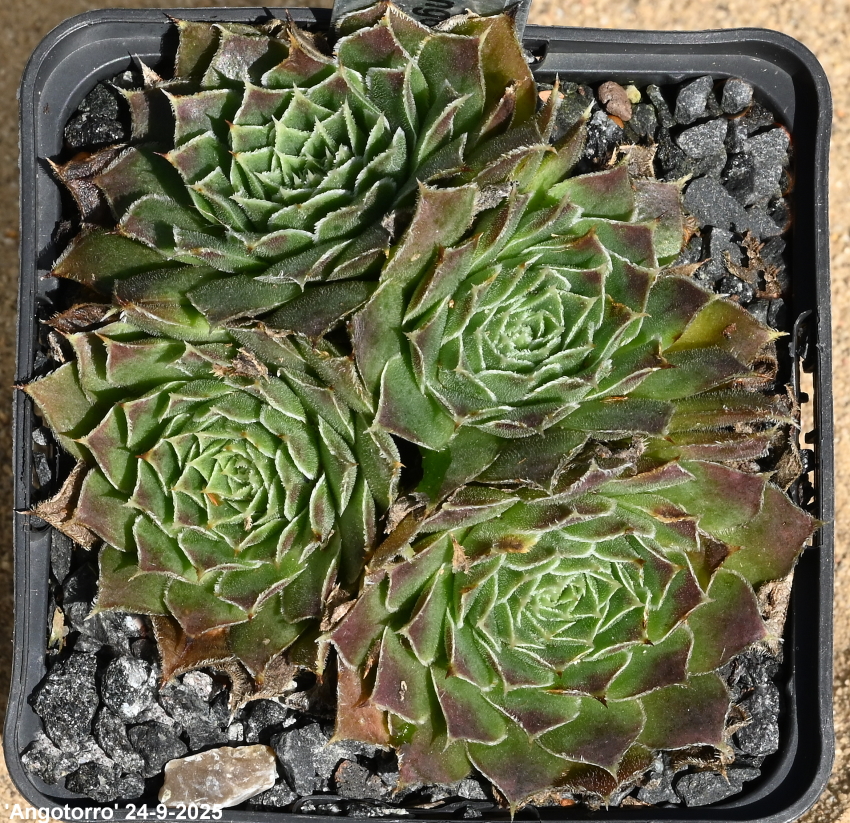 Angotorro / Jovi