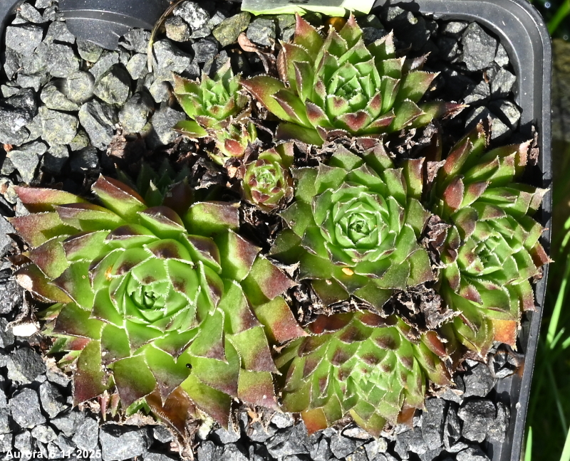 Aurora / Jovi