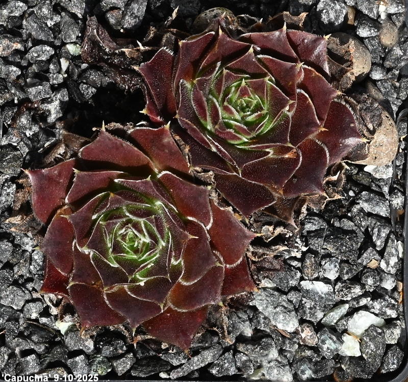 Capucina / Jovi