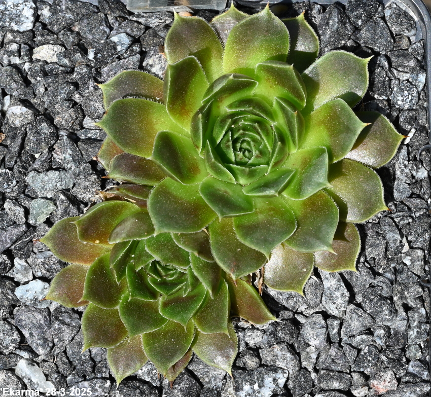 Ekarma / Jovi