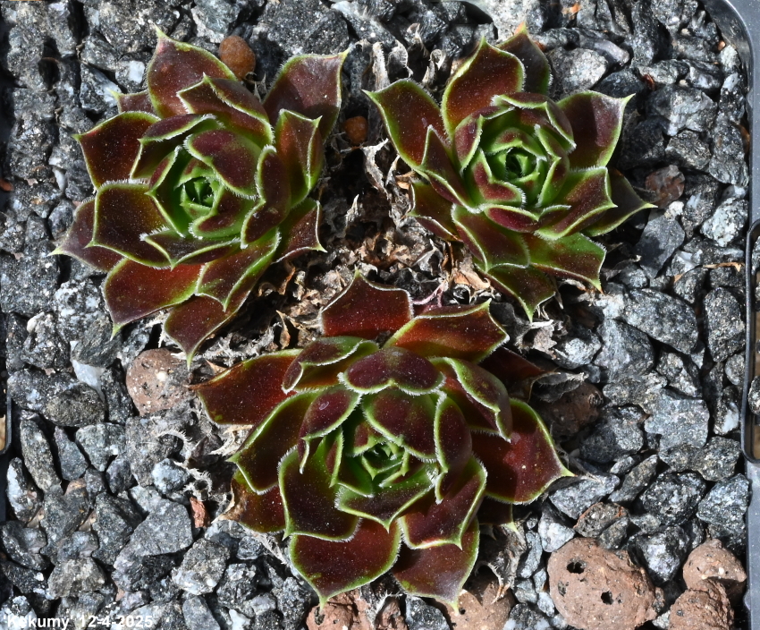 Kekumy / Jovi