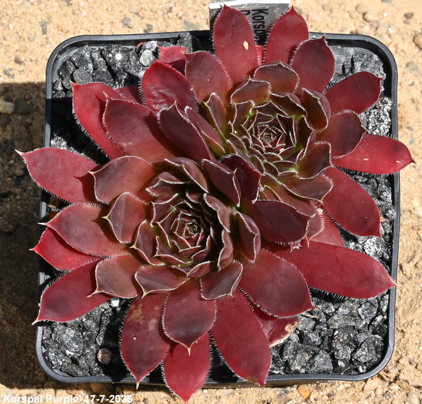 Korspel Purple / Jovi