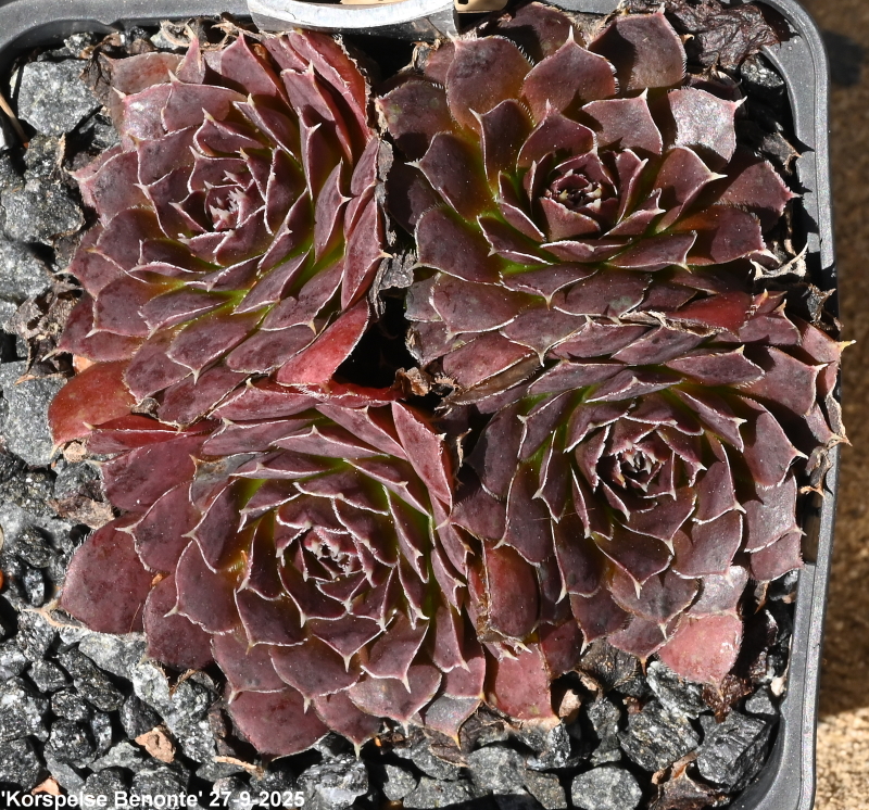 Korspelse Benonte