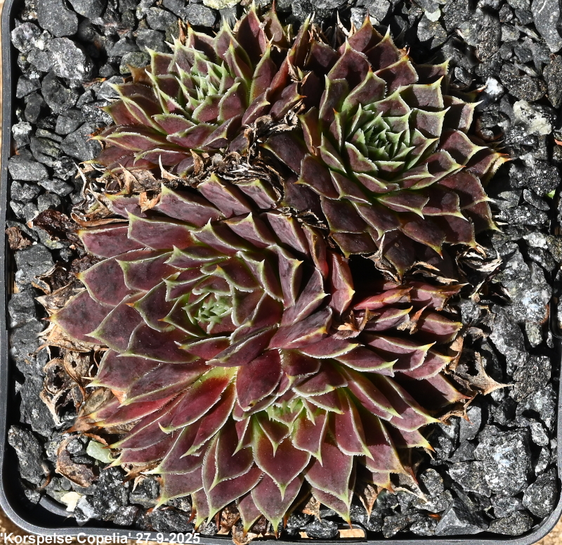 Korspelse Copelia / Jovi