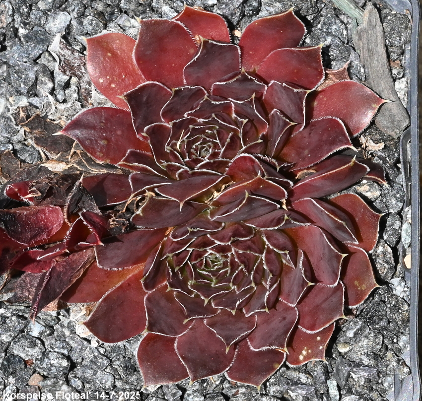 Korspelse Floteal / Jovi
