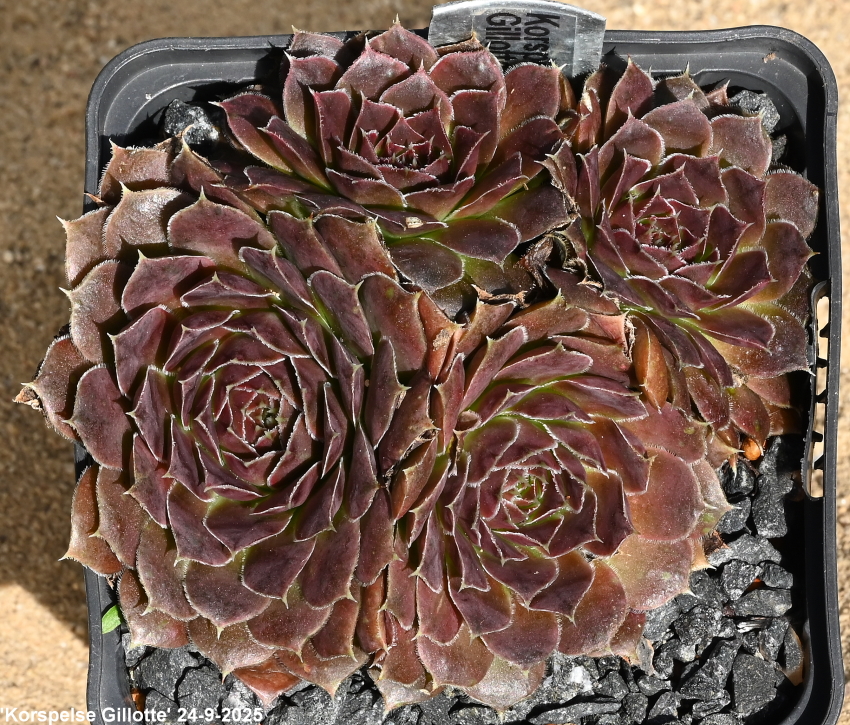 Korspelse Gillote / Jovi