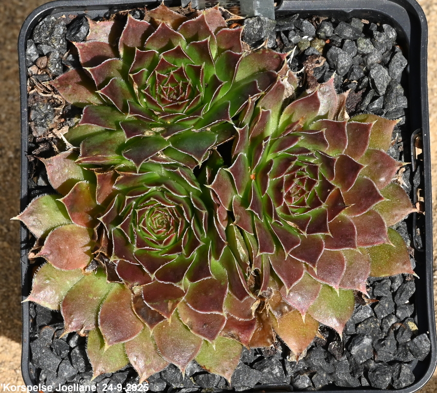 Korspelse Joellane / Jovi