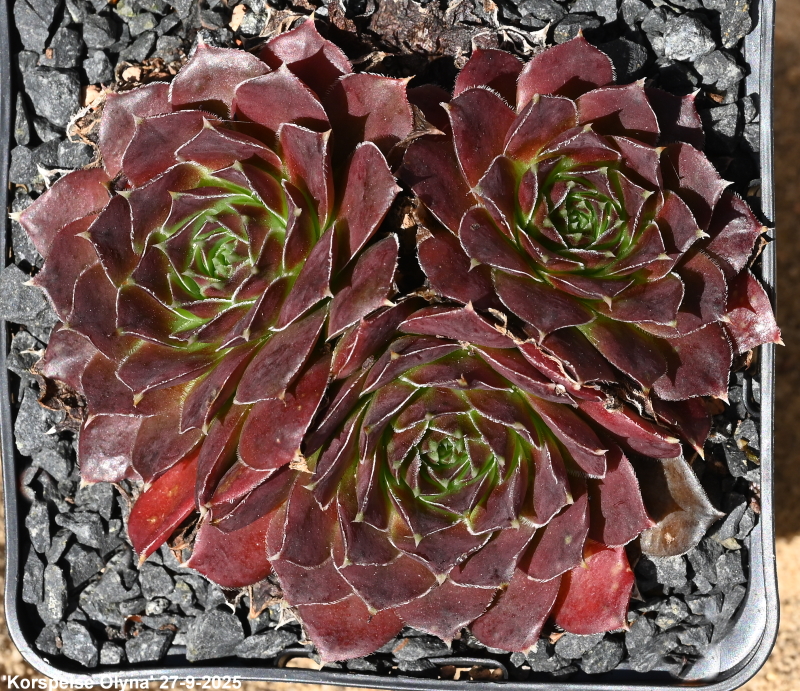 Korspelse Olyna / Jovi