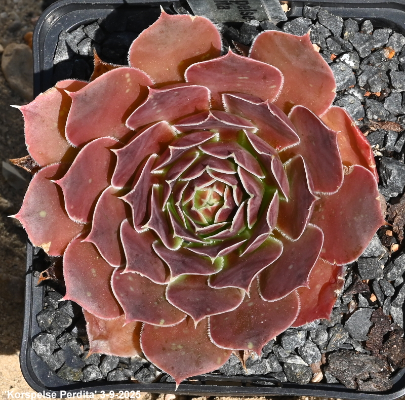Korspelse Perdita / Jovi
