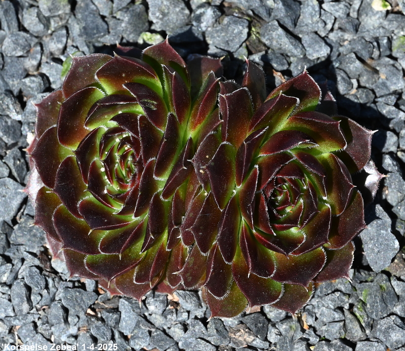 Korspelse Zebea / Jovi