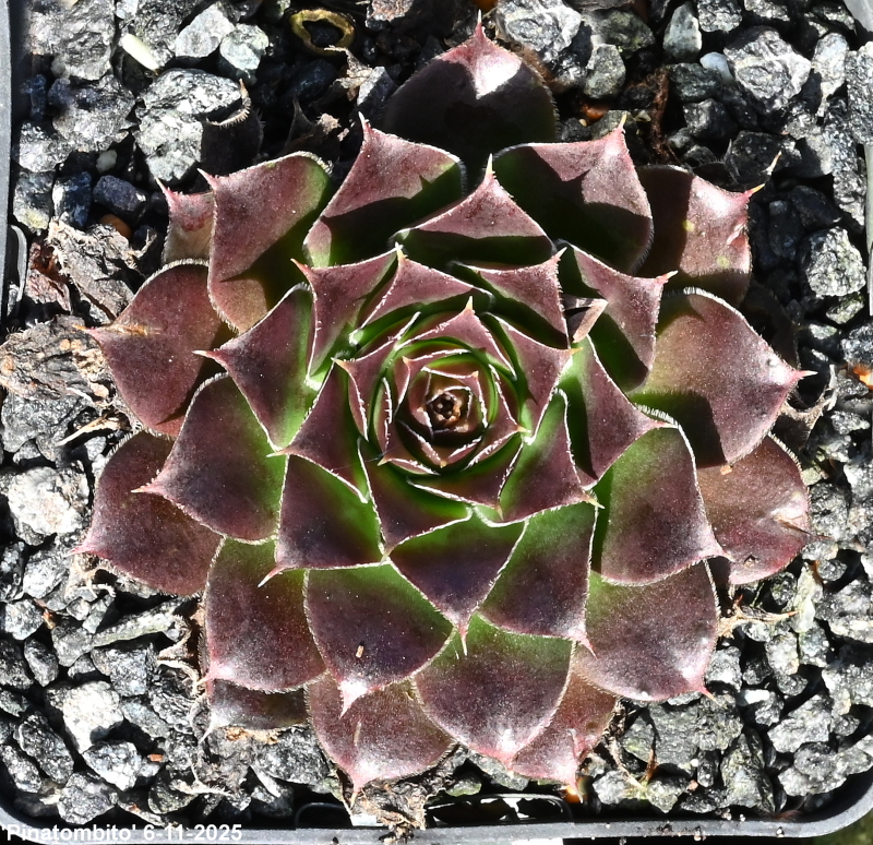 Pinatombito / Jovi
