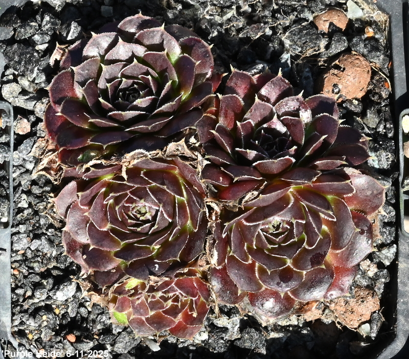 Purple Heide / Jovi