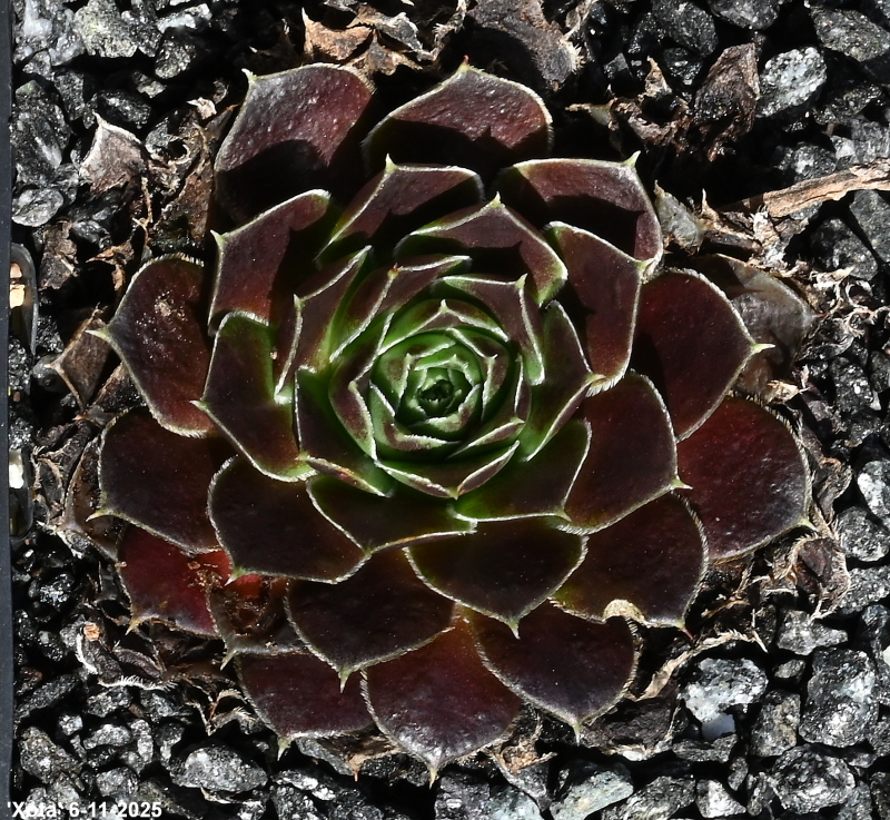 Xota / Jovi