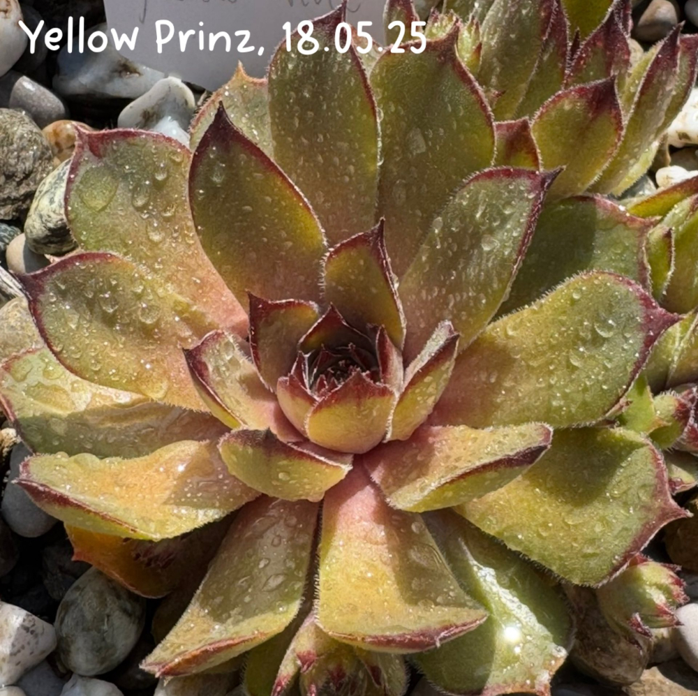 Yellow Prinz