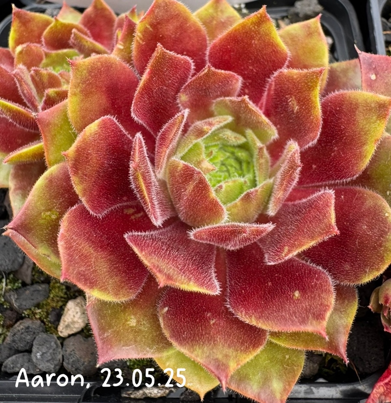 Aäron