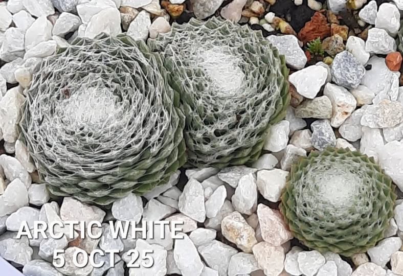 Arctic White©