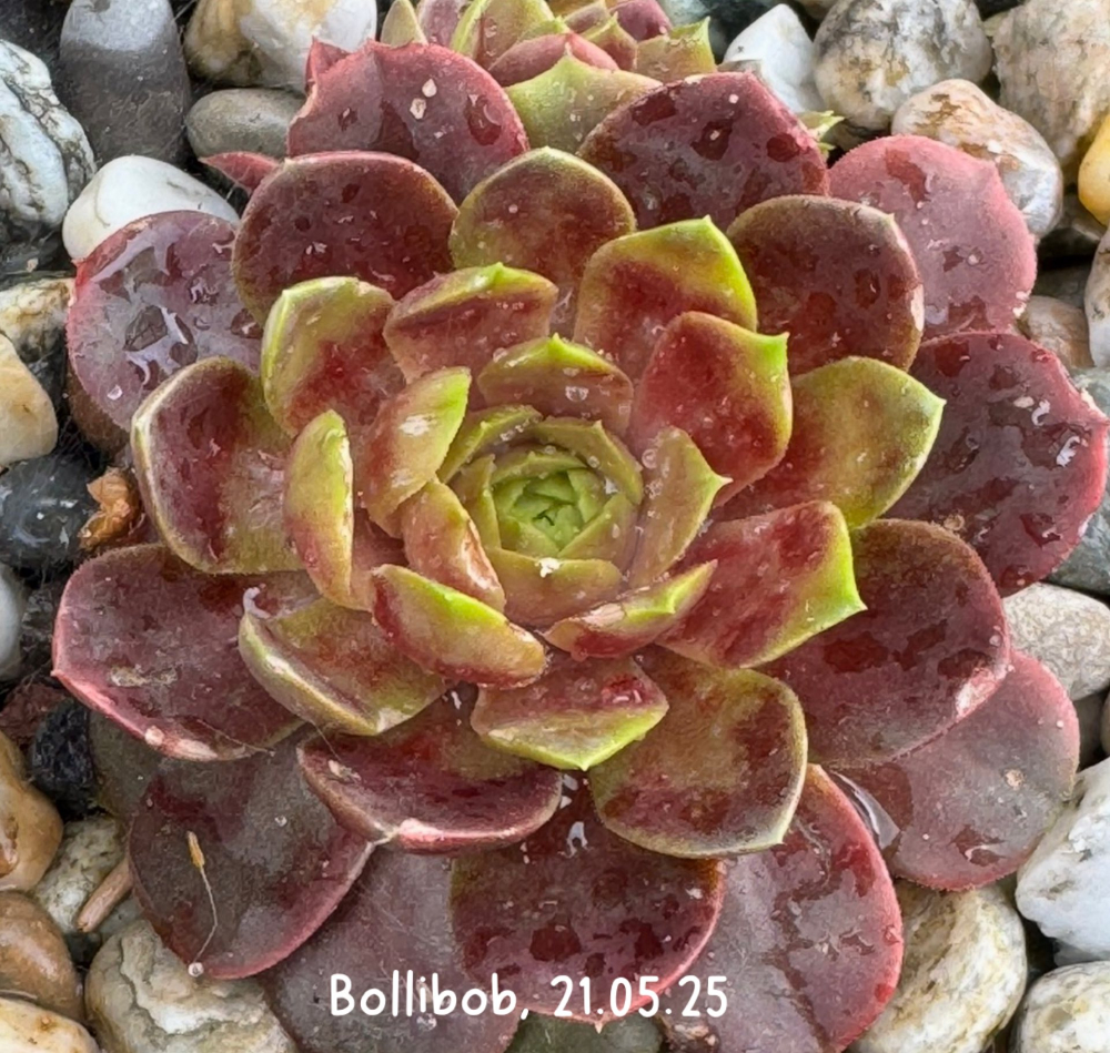 Bollibob