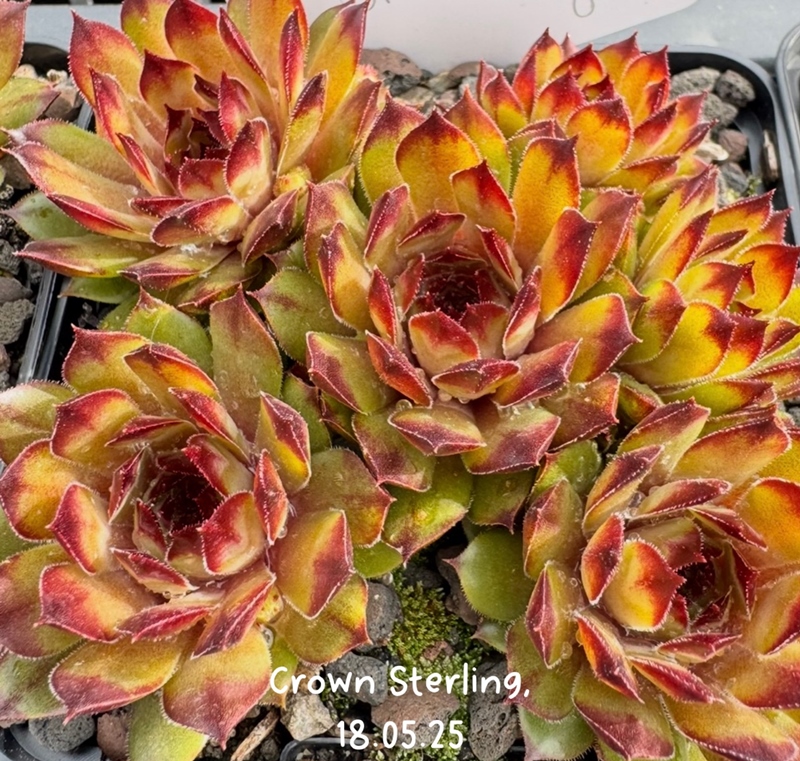 Crown Sterling