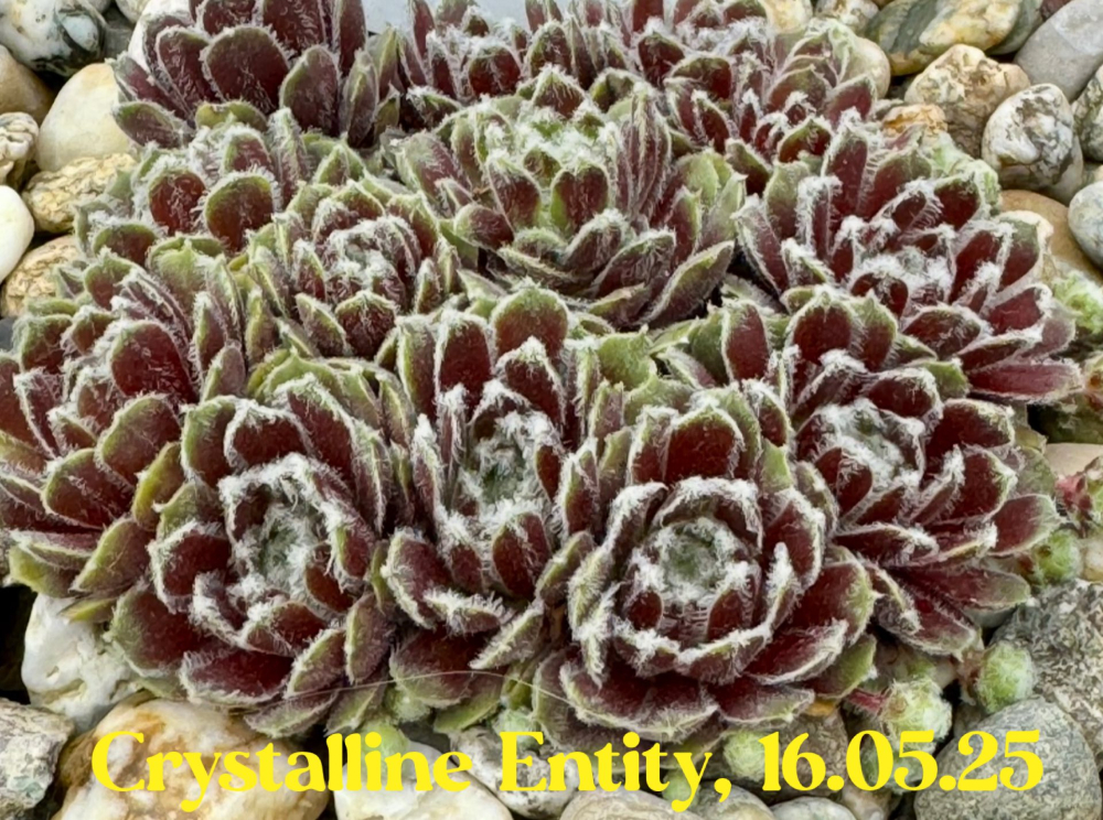 Crystalline Entity