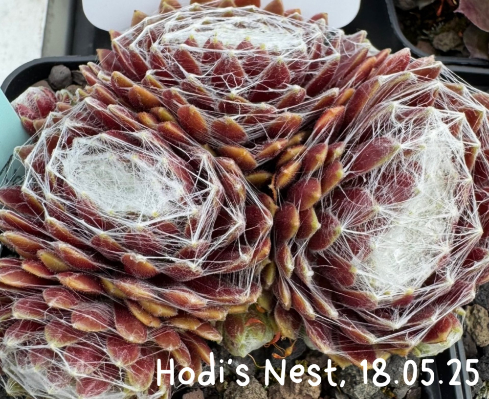 Hodi's Nest