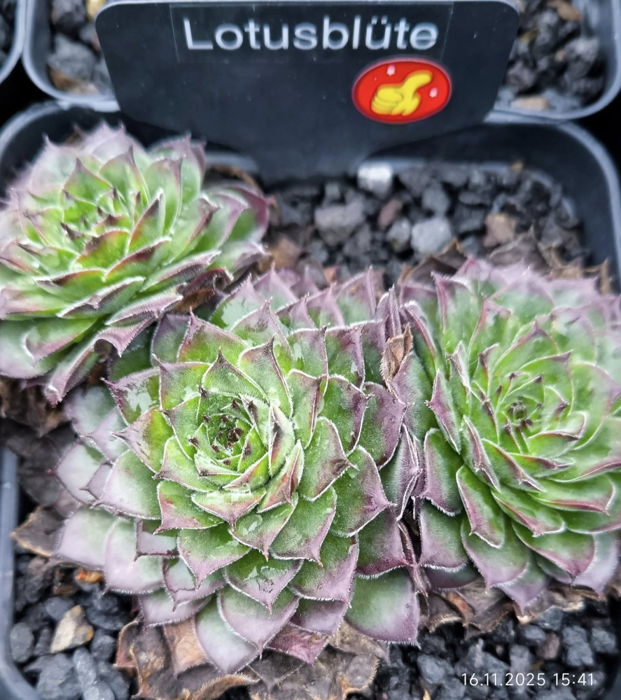 Lotusblüte