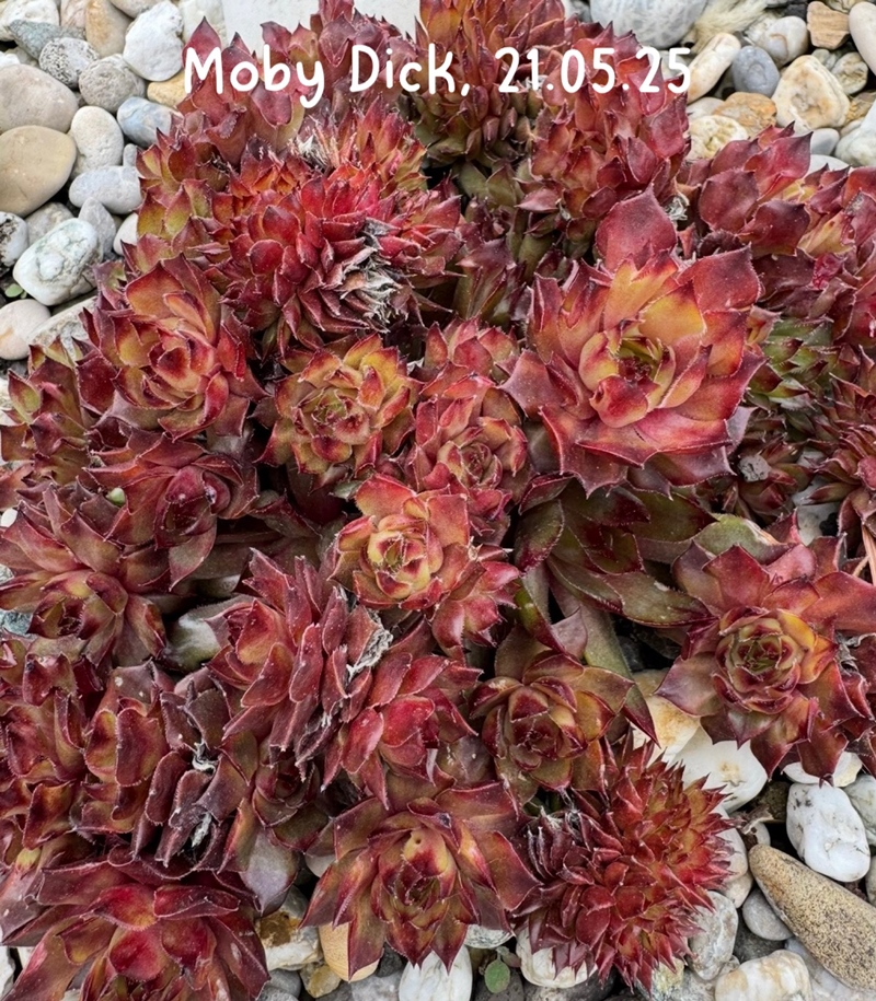 Moby Dick