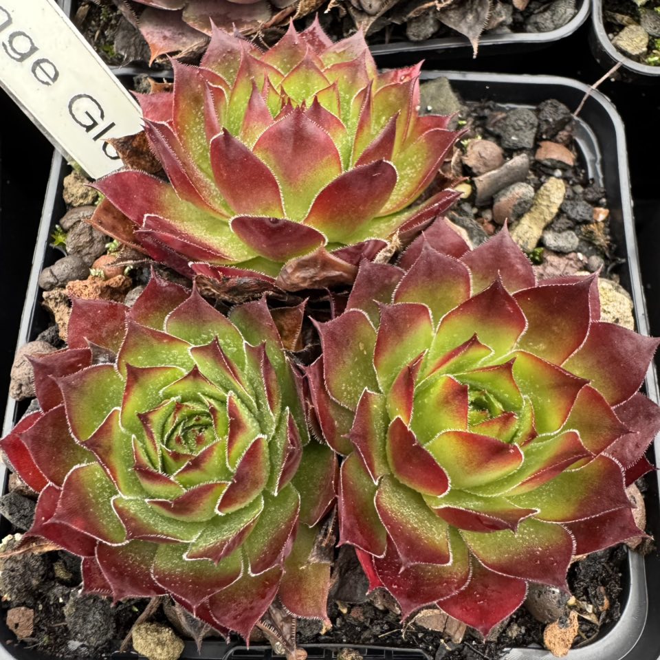 Orange Glow