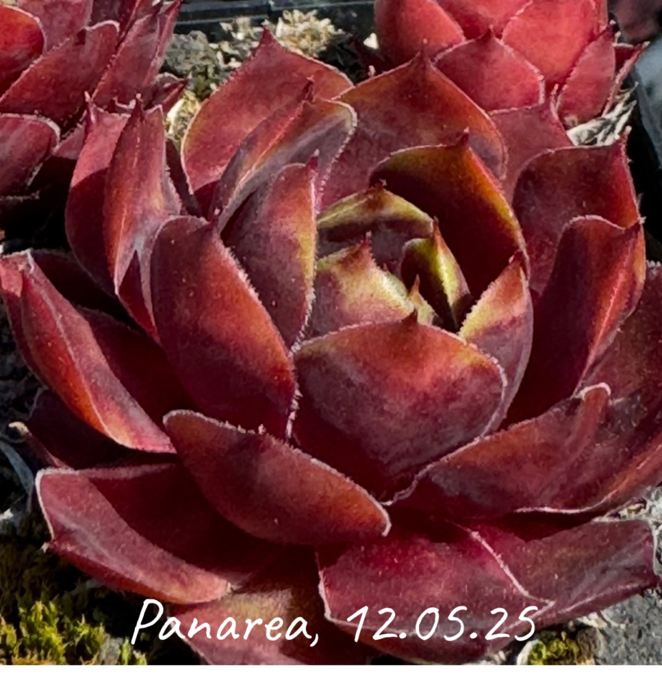 Panarea