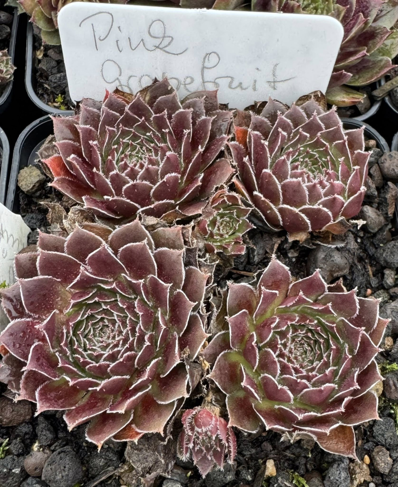 Pink Grapefruit