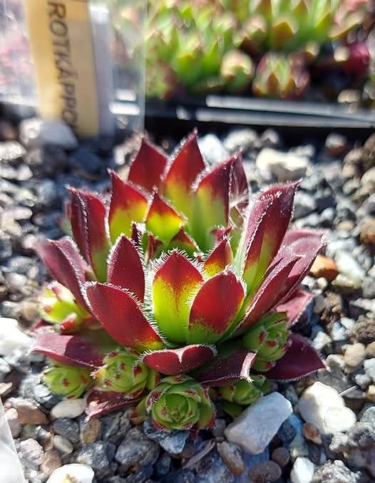 Rotkäppchen