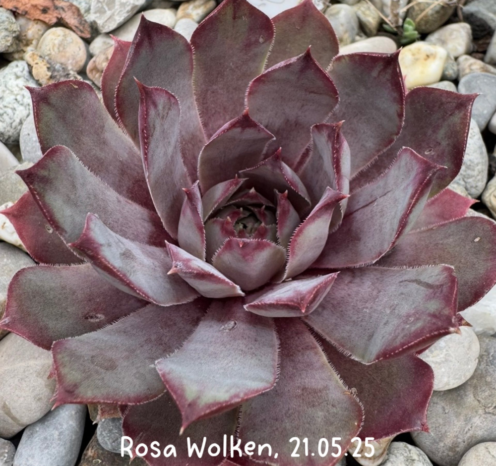 Rosa Wolken