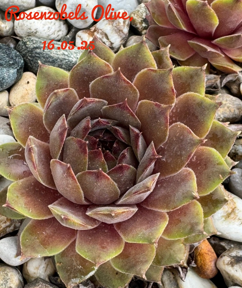 Rosenzobels Olive