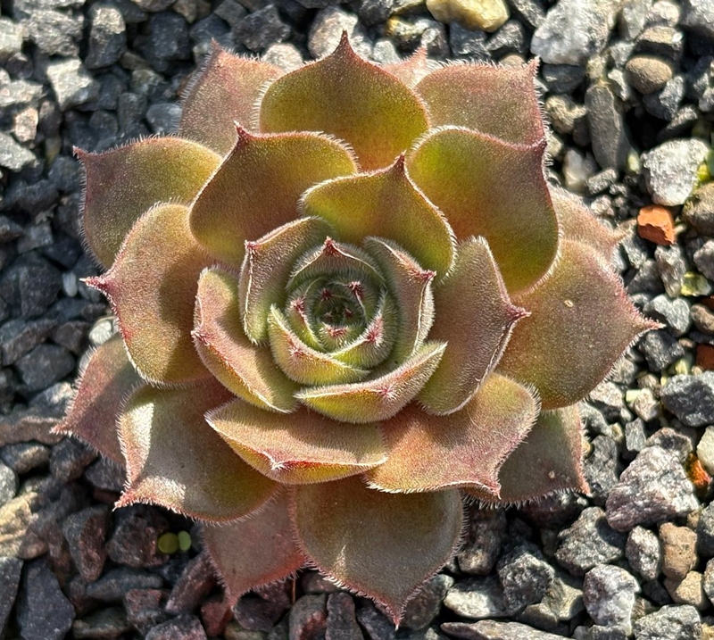 Samtana