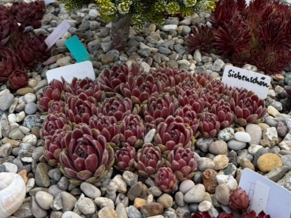 Siebenschön