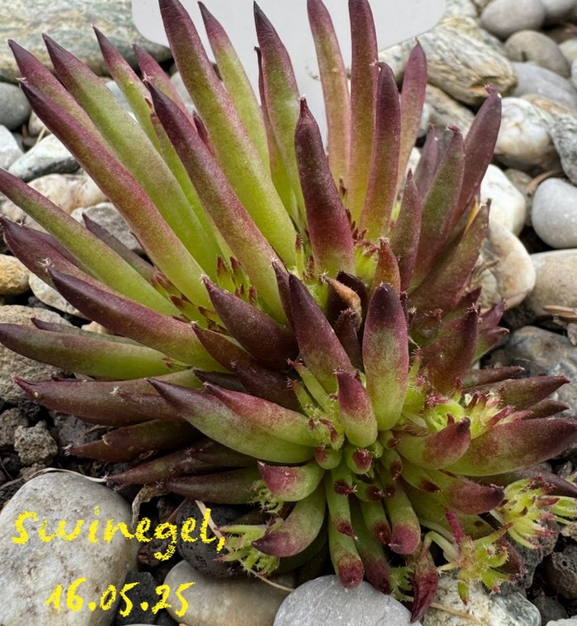 Swinegel